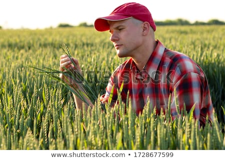 Stok fotoğraf: Farmer Examines And Controls Young Wheat Cultivation Field