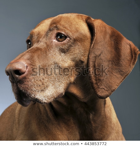 Imagine de stoc: Beautiful Hungarian Vizsla Posing In Photo Studio