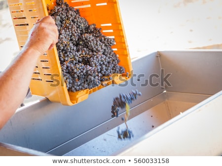 Foto stock: Vintner Dumps Crate Of Freshly Picked Grapes Into Processing Mac