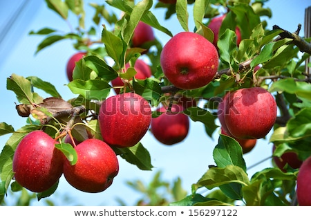 Foto stock: Red Apple Tree In The Park