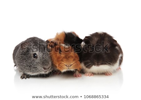 Stock photo: Group Of Guinea Pigs With Fur In Different Colors