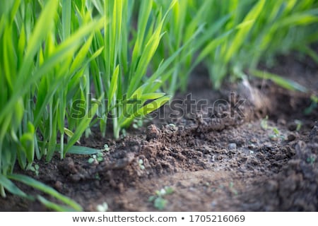 Foto stock: Field Of Young Barley