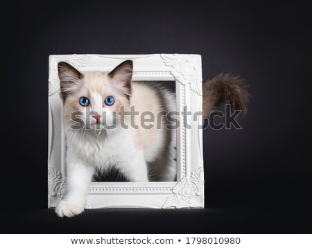 Stok fotoğraf: Blue Eyed Ragdoll Cat