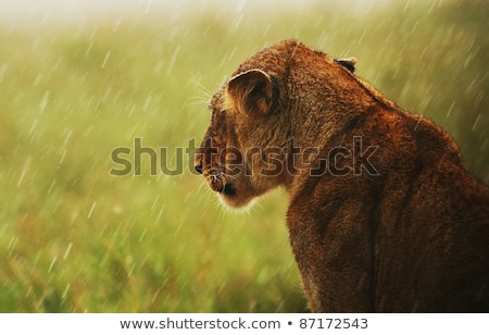 Foto stock: Lioness Under Rain In The Wilderness