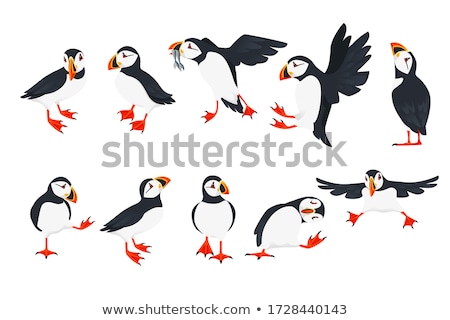 Stock photo: Puffin