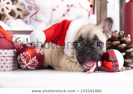 Foto stock: Christmas Dog With Santa Hat And Balls