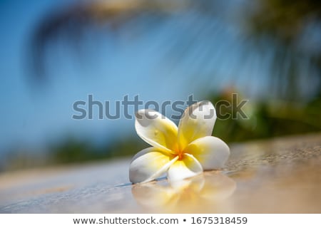 [[stock_photo]]: Lumeria