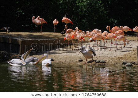 Stock fotó: Pelicans And Flamingos