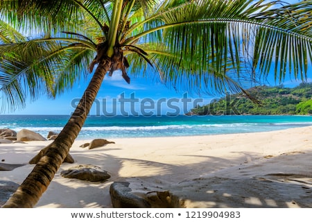 Stock photo: Summer Vacation On Barbados Beach