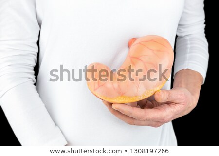 Foto stock: Female Hand Holding Artificial Model Of Human Stomach