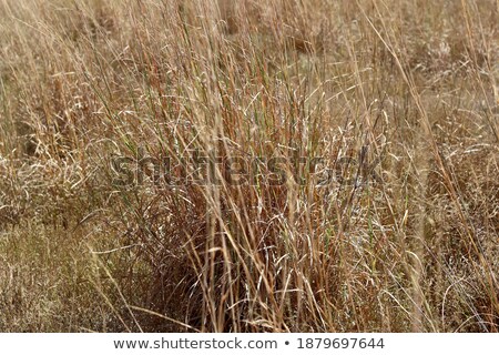 Stock fotó: Exciting Field Of Green Wheat By Springtime