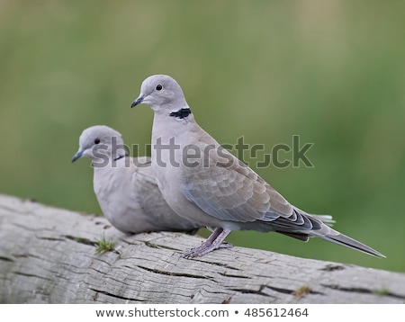 Сток-фото: Dove Streptopelia Decaocto Sitting On Tree