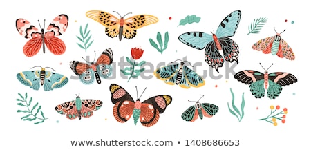 Foto stock: Different Types Of Insects