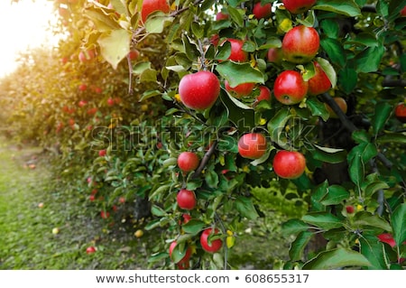 ストックフォト: Freshly Harvested Apples Apples In Grass