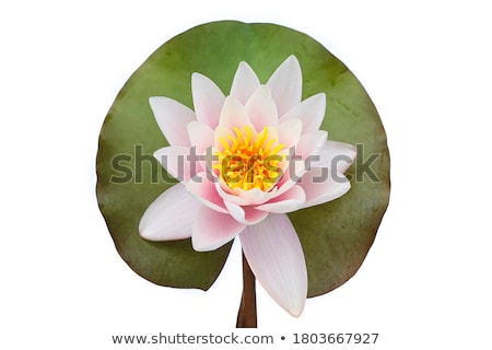 [[stock_photo]]: Water Lily Isolated On White Background