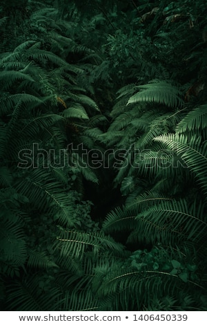 Stockfoto: Close Up View Of Branches Of A Fern Plant