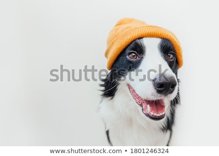 Stock photo: Funny Dog