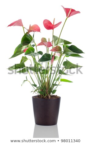 Beautiful Anthedesia Anthurium [[stock_photo]] © homydesign