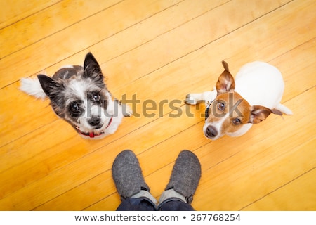 [[stock_photo]]: Two Nosy Dogs