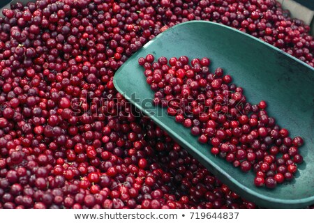 Foto stock: Red Lingonberries In Nostalgic Buckets