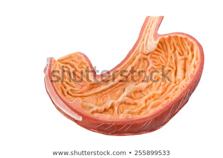 Foto stock: Inside Of Artificial Human Bowels Model Isolated On White