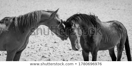 Foto d'archivio: Rocks In Sand Deser