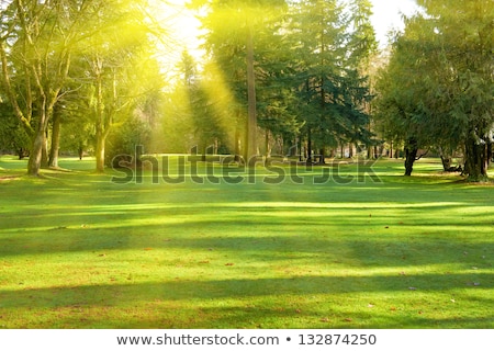 Zdjęcia stock: Beautiful Sunny Day In The Forest