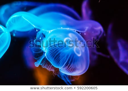 Foto stock: Jellyfish In Action In The Aquarium Creating Beautiful Effect While In Motion