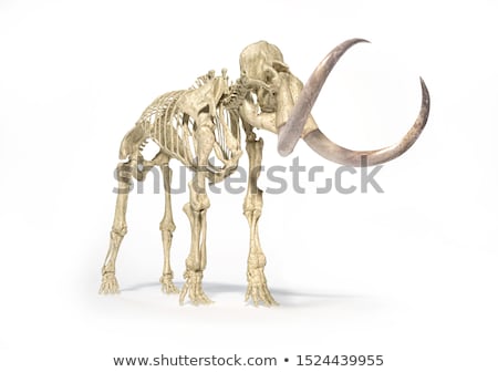 Stock photo: Woolly Mammoth With Skeleton Perspective Frontal View
