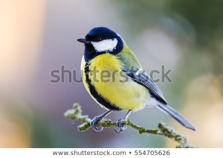 Foto stock: Great Tit Bird Sitting On A Tree Branch