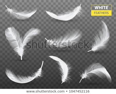 Stock foto: White Feather