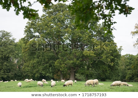 Stock photo: Herd Of Sheep With Green Meadow Cotswolds Uk