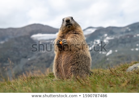 Stock photo: Marmots