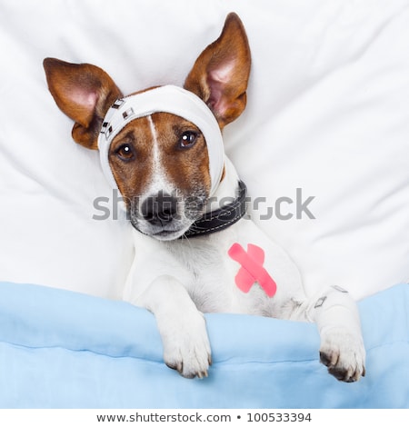 Foto stock: Sick Dog With Bandages Lying On Bed