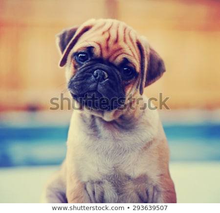 [[stock_photo]]: Pug At The Fence