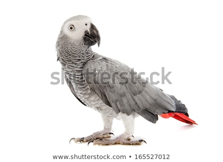 Сток-фото: African Grey Parrot Psittacus Erithacus