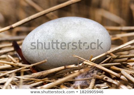 Stockfoto: Swan In The Nest