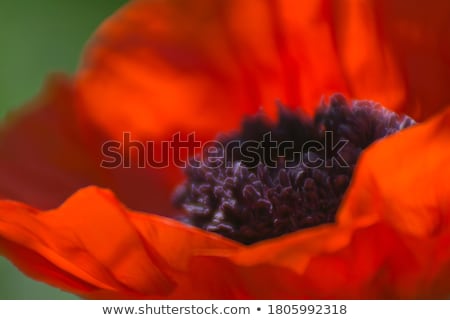 Stock photo: Blooming Red Poppy Close Up