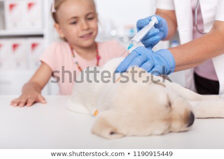 Сток-фото: Little Girl Watching Her Little Puppy Dog Getting A Vaccine At