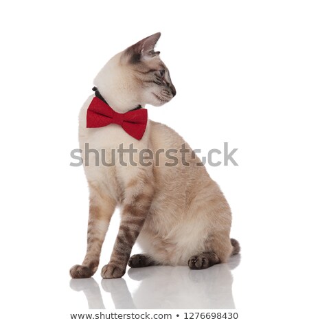 Stock foto: Side View Of Classy Grey Metis Cat Looking To Side