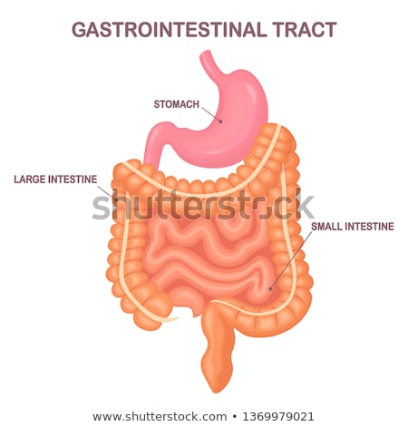 ストックフォト: Human Digestive Gastrointestinal Tract Diagram