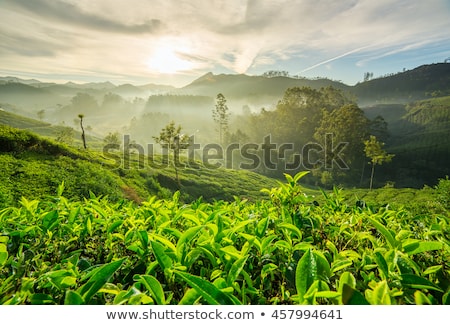 Foto d'archivio: Green Tea Plantations In Munnar Kerala India