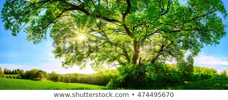 Spring Landscape With A Tree On A Green Meadow Foto stock © Smileus