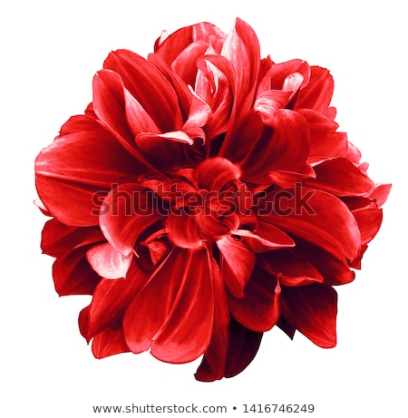 Foto stock: Background From Red Flower