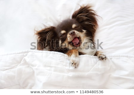 Сток-фото: Yawning Puppy Chihuahua