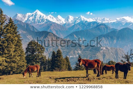 Foto stock: Wild Horses On Meadow In Himalaya Mountains