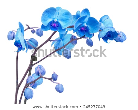 White Orchid Phalaenopsis Flowers Isolated White Background Stock foto © Neirfy