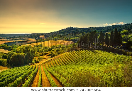 Stock fotó: Vineyard In Italy