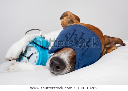 ストックフォト: Dog Sleeping With Alarm Clock And Sleeping Mask