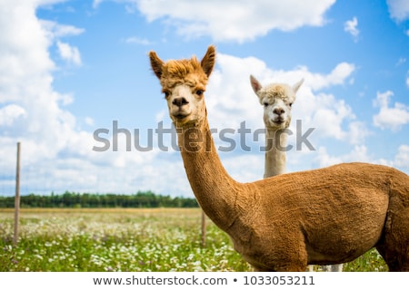 Stock photo: Two Adorable Alpacas